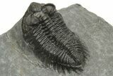 Coltraneia Trilobite Fossil - Huge Faceted Eyes #225333-4